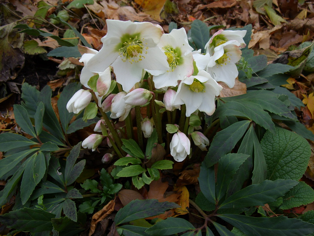 Helleborus niger 'Praecox'
